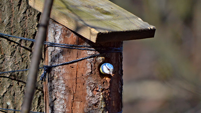 - Hi! This is my new home! :-) BirdLife in Finland.