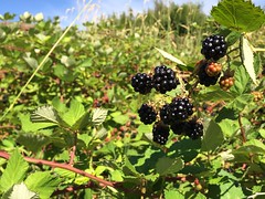 Homestead blackberries