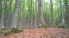 Favino trees in Castelsaraceno (PZ)