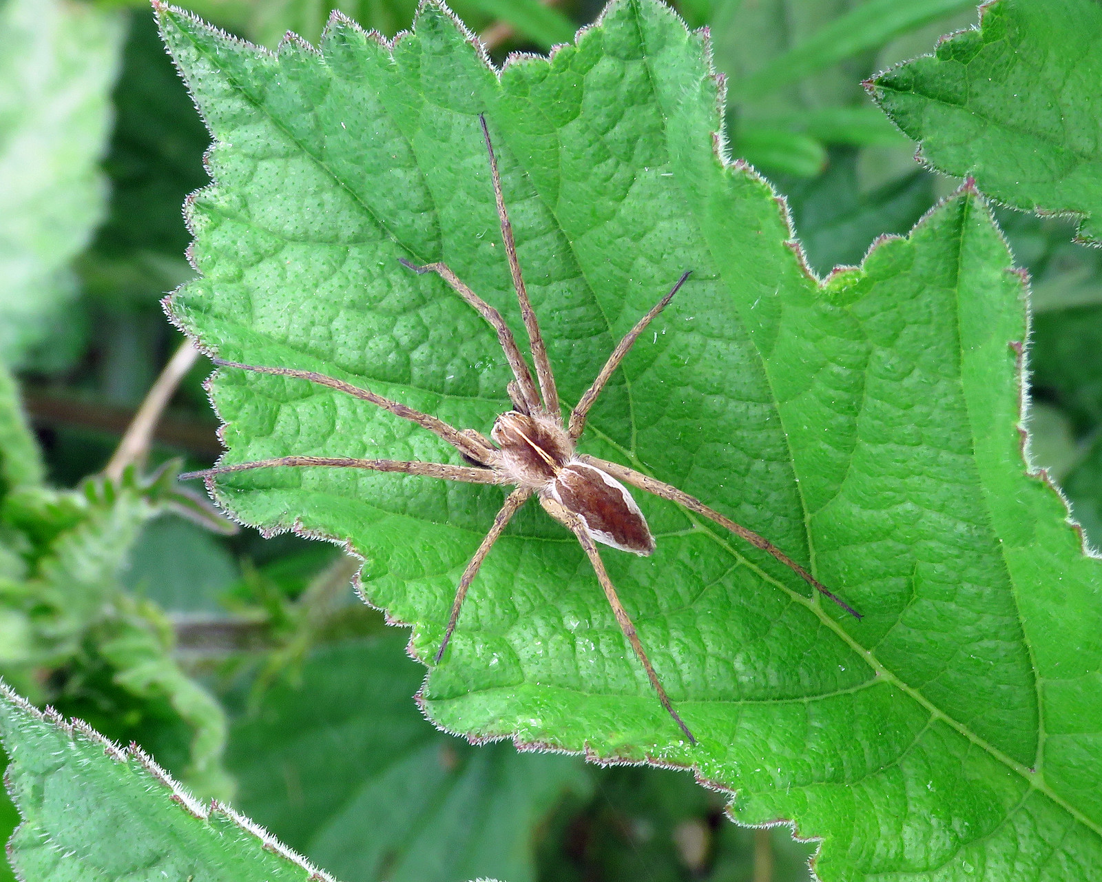 Nursery Web Spider - Pisaura mirabilis