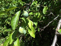 Homestead green plums