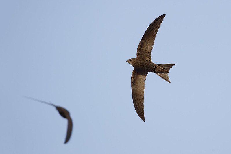 Apus pallidus | Pallid Swift | blek tornseglare