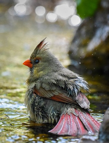 cardinal nebraska birdbathing