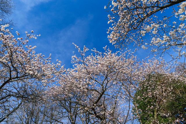 Cherry Blossoms -0086