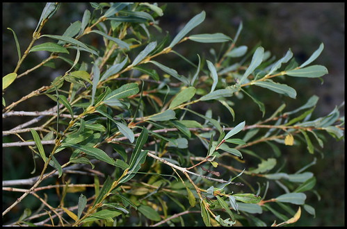 Salix purpurea - saule pourpre, osier rouge 34024146570_178e4fdef7