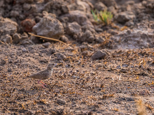 Paddyfield pipit in the morning light