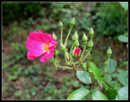 Rosier buisson simple rose vif [identification] 34497826341_a4d8069ddb