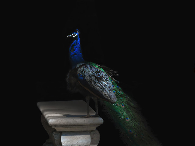 Pavo Real / Peacock in Parque Retiro, Madrid (2017)