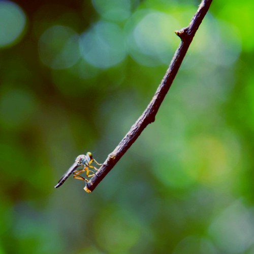 Insect on a twig | by sathyasabarinathanrajendran