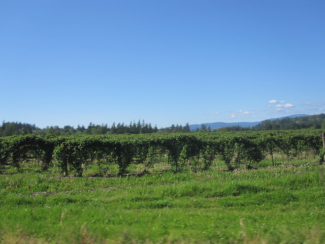 A caneberry field in Troutdale (surrounded by subdivisions, so it's probably doomed)