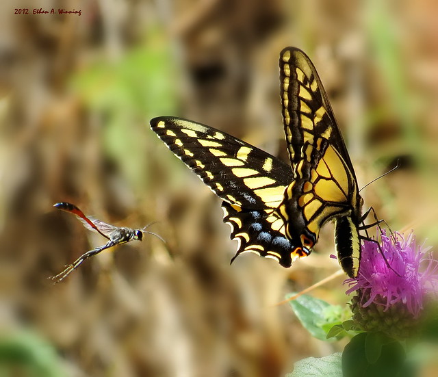 Anise Swallowtail and Wasp Passerby