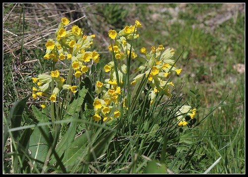Primula veris, Primula elatior et hybrides - primevères 34063036682_91cc8efc8b