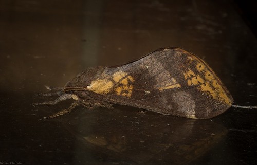 arthropoda insecta lepidoptera hepialidae oxycanus swiftmoth australianmoths australianinsects tamborinemountain mounttamborine sequeensland australia