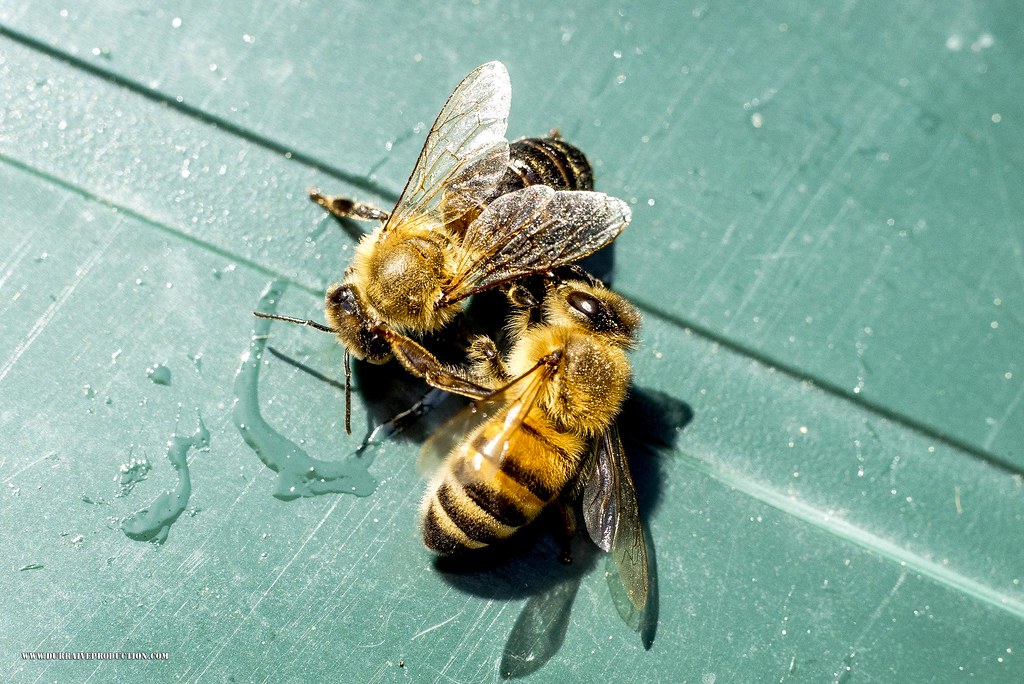 Macro bees