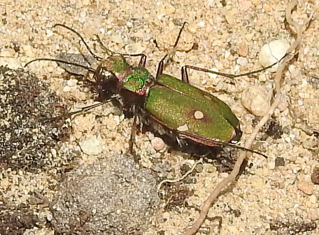 tiger beetle Cicindela camperstris cicindelidiae