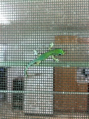 Gecko on the screen