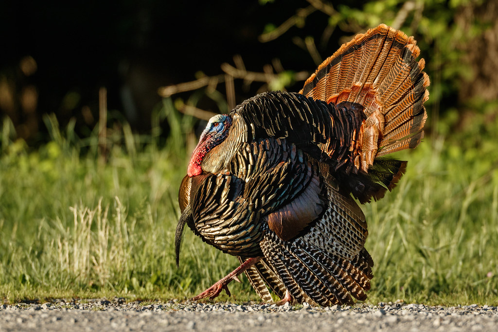 Wild Turkey | Mr. Tom Turkey stepping high and strutting pro… | Flickr