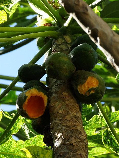 Papaya (Carica papaya): Rats feeding injury to fruit