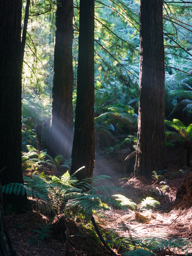Californian Redwood Forest