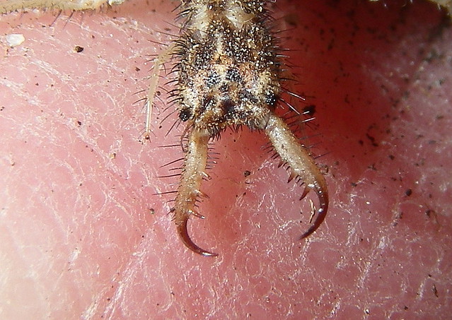 Antlion Larva (1 of 4)