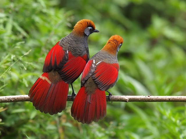 Red-tailed Laughingthrushes
