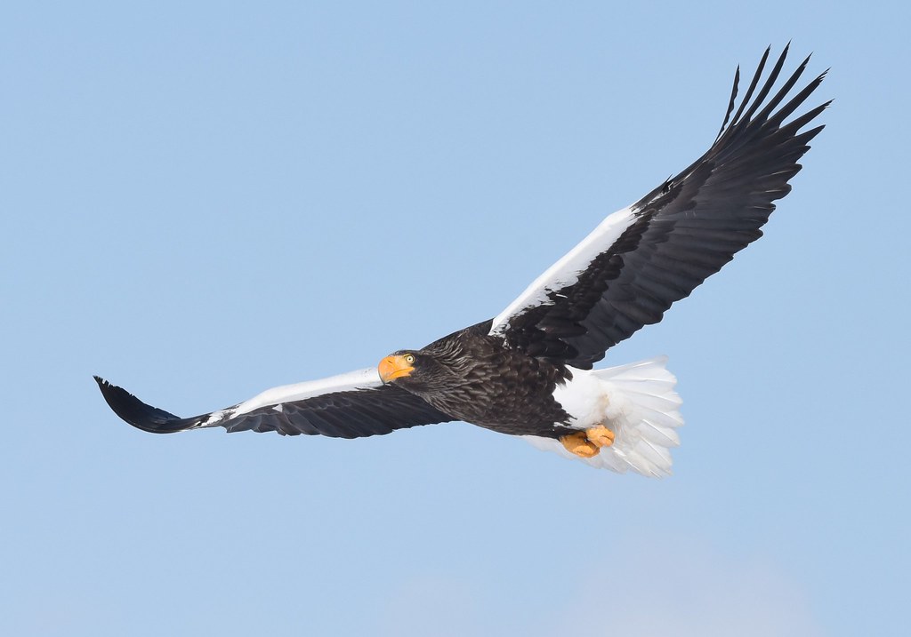 A Steller's sea eagle in flight (2)