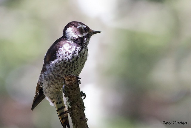Stricklands Woodpecker, Vercruz, México.