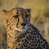 #gepard #cheetah #namibia #africa #wildlife #wildlifephotography #nikon📷 #animal #cat #cats by gaengler