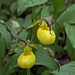 Flickr photo 'Yellow Ladys Slipper - Cypripedium parviflorum' by: crookrw.