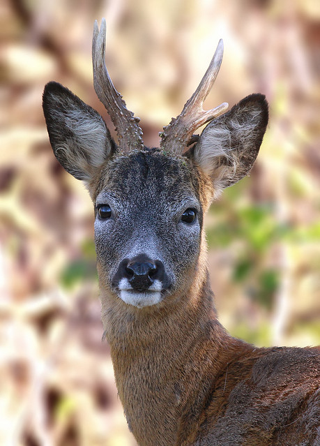 Roe deer, Buck