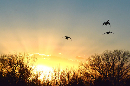 Incoming by NaturalLight, Ducks on final approach to the pond....ducks sunset chisholmcreekpark wichita kansas