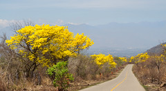 Yellow Tabebuia Chrysantha Trees, Colombia
