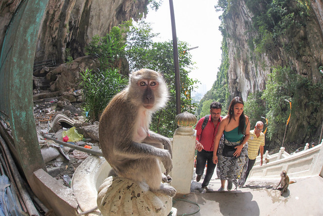 Long Tailed Macaque at Batu caves in Kuala Lumpur in Malaysia