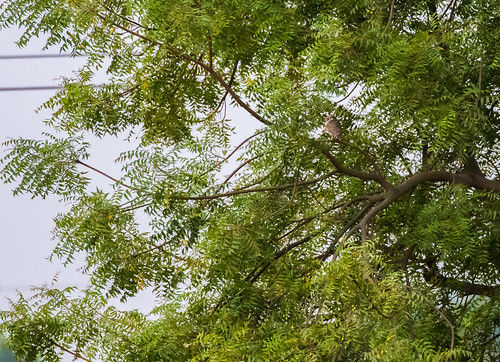 hyderabad telangana india in hcu nature birdsofindia canon7dmkii hyderabadbirds habitat goldenhour lowlight owlet indianrobin cat catinatree spottedowlet