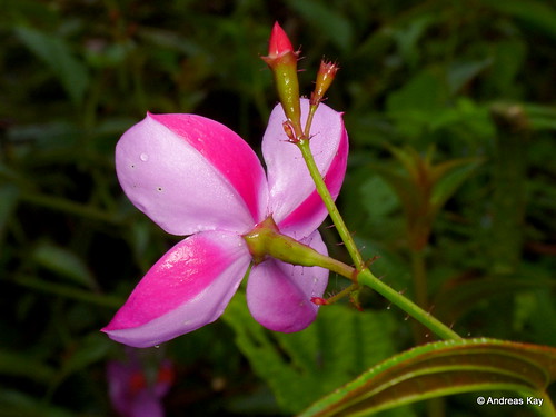 Arthrostemma ciliatum, Melastomataceae | by In Memoriam: Ecuador Megadiverso