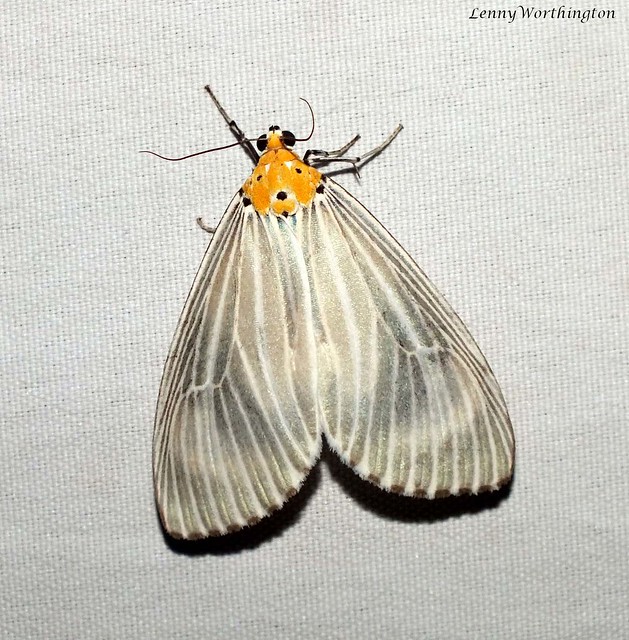 Neochera dominia (Cramer, 1780) Noctuidae
