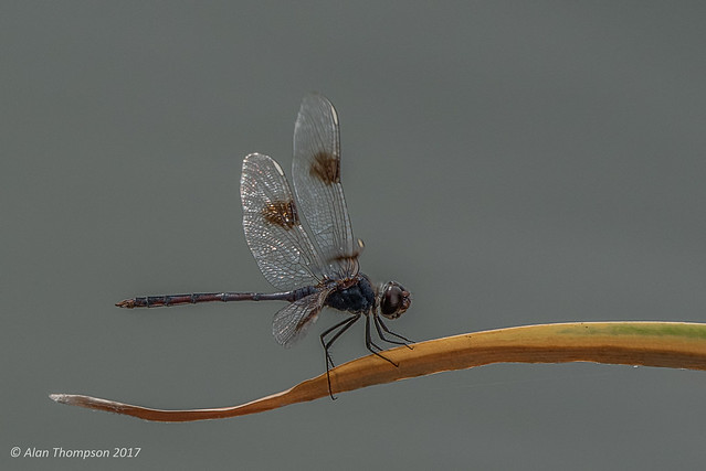 Four Spotted Pennant Dragonfly