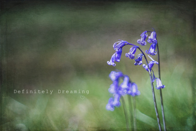 Bluebells {with an old lens!)