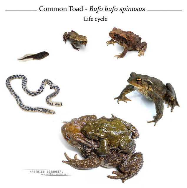 Growth stages of Common toad