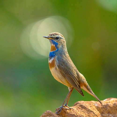 Bluethroat Halo'ed'!! "No, I never saw an angel, but it is… | Flickr