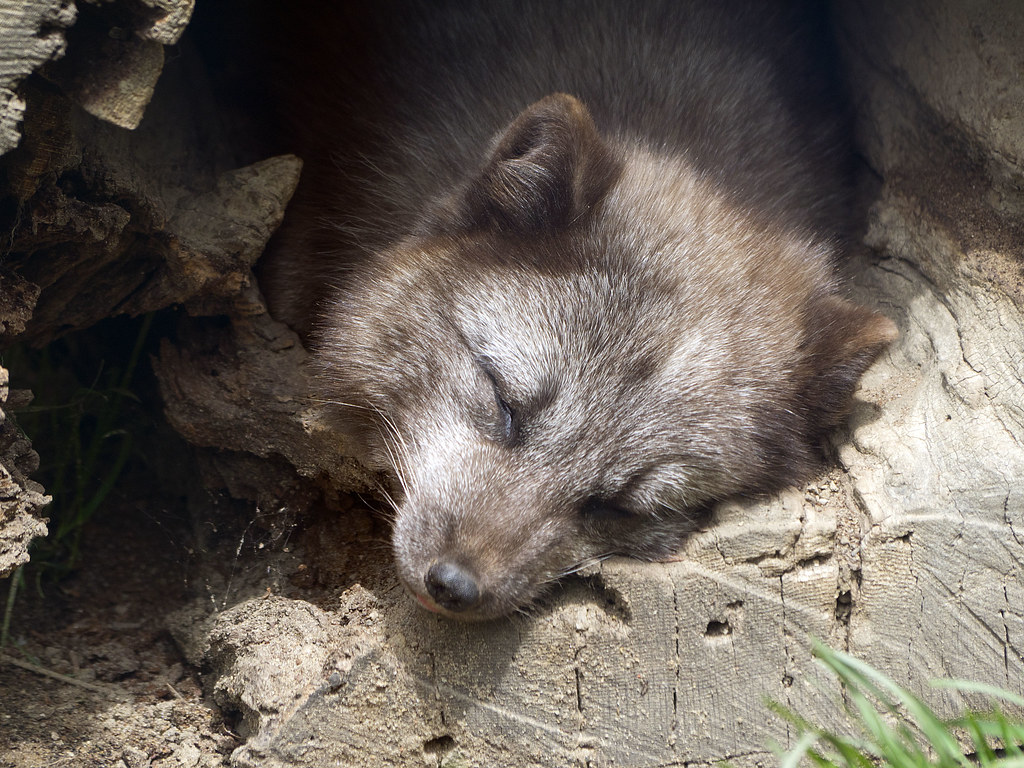 Potter Park Zoo 05-19-2015 - Arctic Fox 15 | Arctic Fox Pott… | Flickr