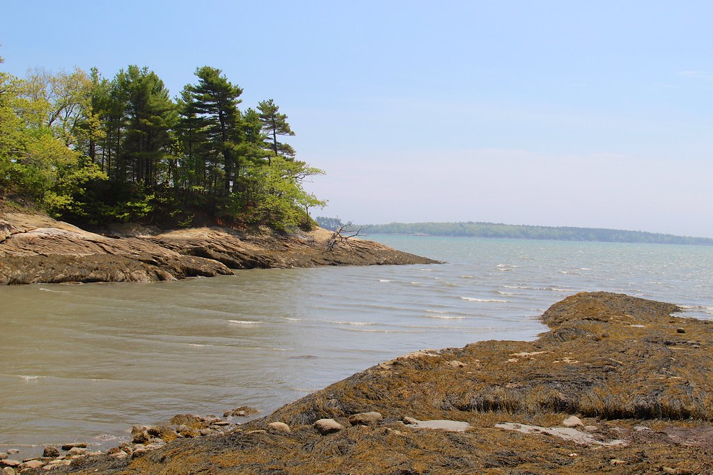 Seaweed on coast as Googins Island in left side