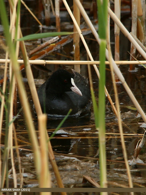 Eurasian Coot (Fulica atra)