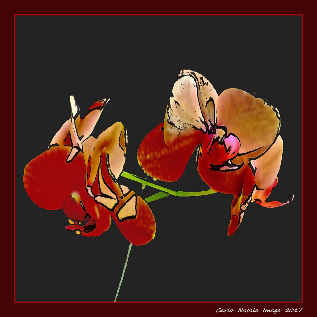 Orchids in abstract | Please don't use this image on website… | Flickr