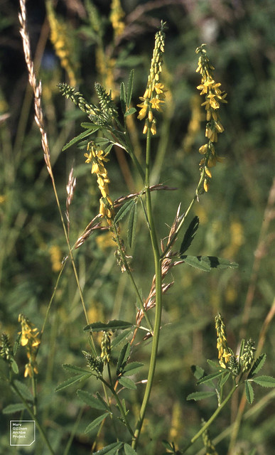 Melilotus officinalis, Cosmeston mile drive: 1985