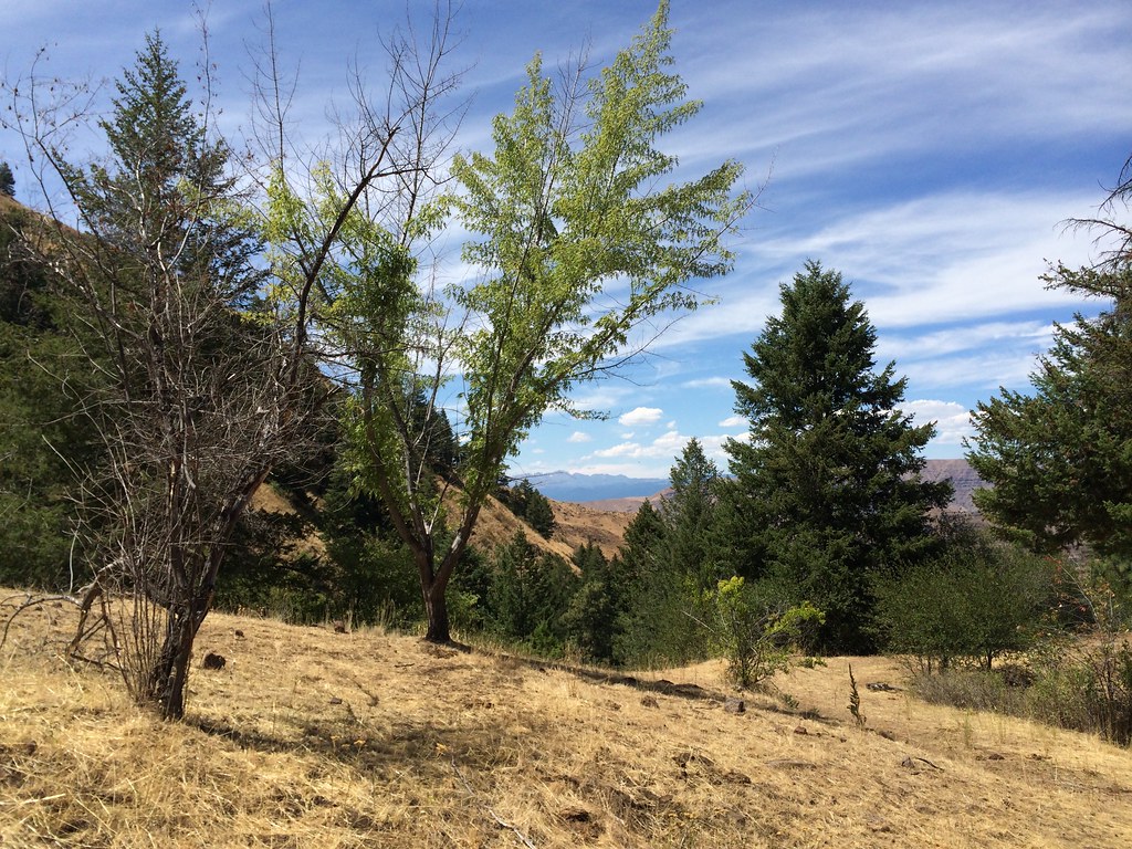 DUKES CREEK-STARVEOUT CREEK