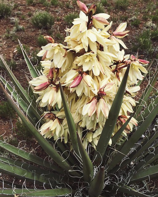 All of the gorgeous yuccas are blooming 🌼 Todas las preciosas yucas están echando flores