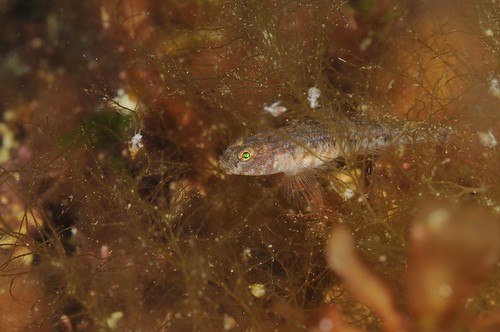 A painted goby hiding in seaweed - outer Loch Carron | by NatureScot Images