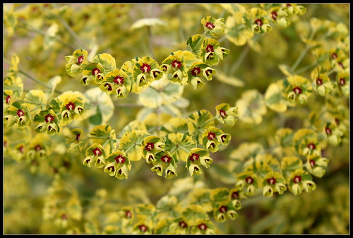 martinii - Euphorbia x martinii (amygdaloides x characias) - Page 2 34467241472_6aae3ec467