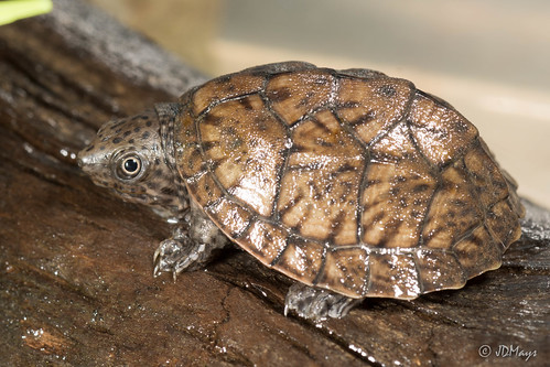 Sternotherus minor - Loggerhead Musk Turtle | hatchling; Put… | Flickr